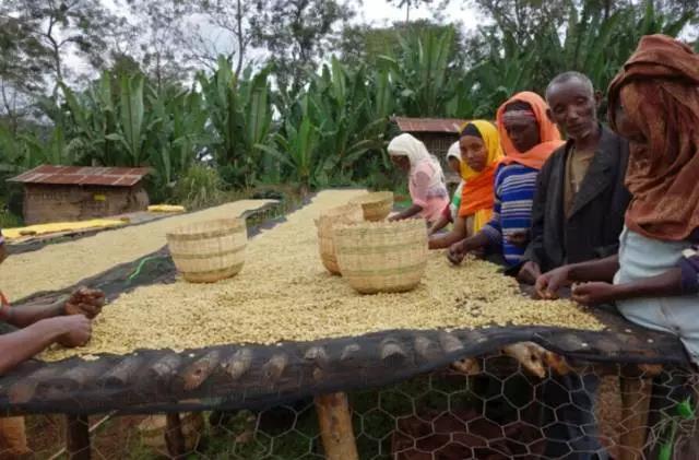 Rack drying process for tree-dried coffee