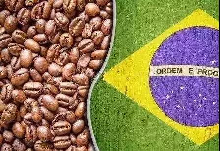 Brazilian coffee landscape