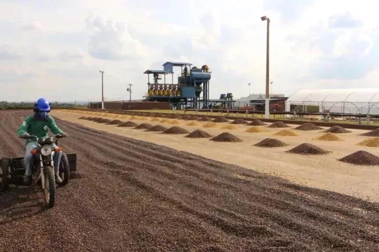 Mogiana coffee plantation