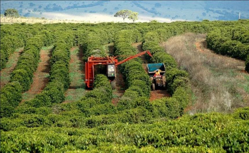 Cerrado da Bahia coffee plantation