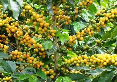 Coffee processing methods