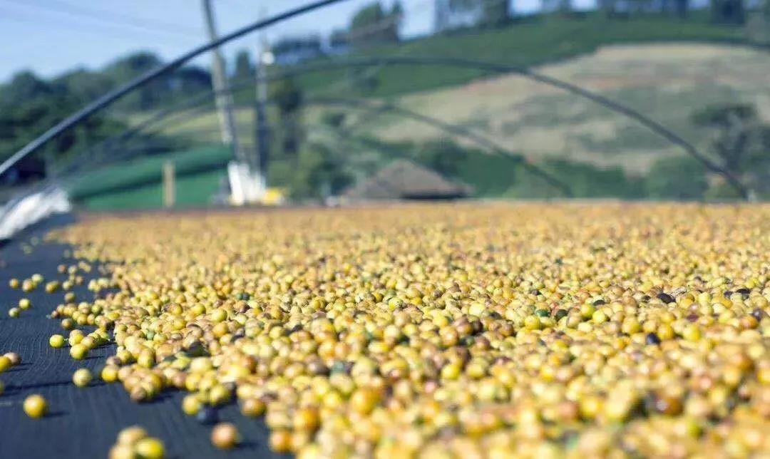 Pulped natural processing