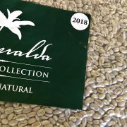 Characteristics and Stories of Hacienda La Esmeralda Green Geisha, Red Geisha, and Blue Geisha Coffee Beans