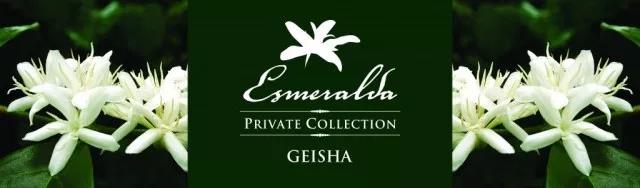 Green Label Geisha Coffee