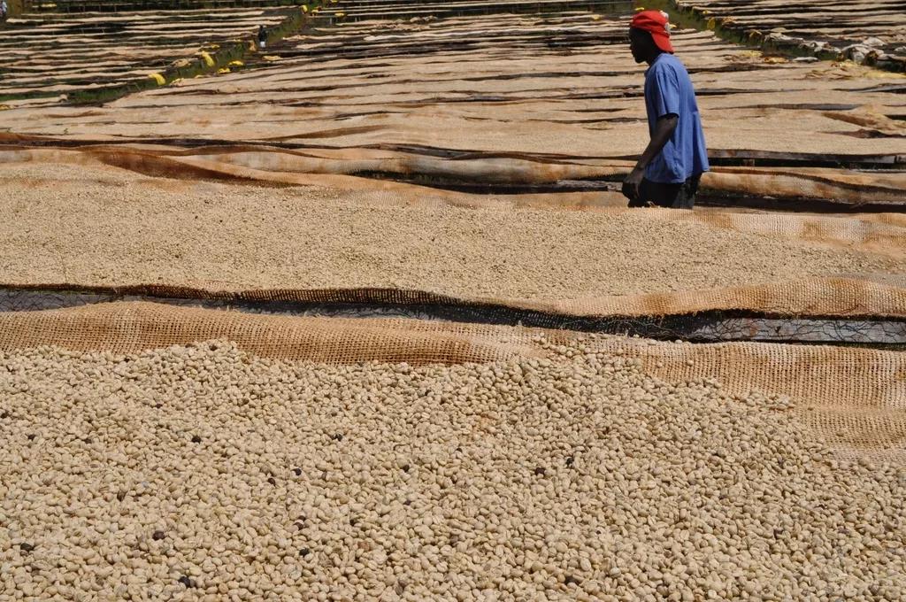 Kenyan coffee landscape