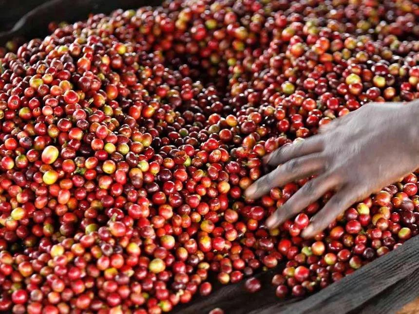 Kenyan coffee beans