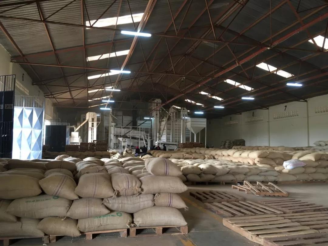 Kenyan coffee processing