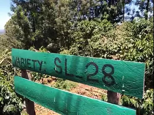 SL28 and SL34 coffee beans