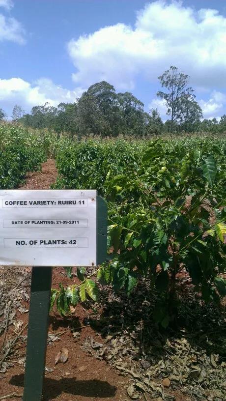 French Mission Bourbon coffee