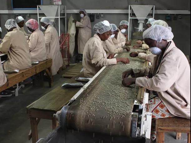 Kenyan coffee drying racks