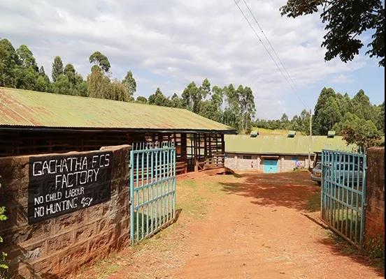 Kiambu coffee region