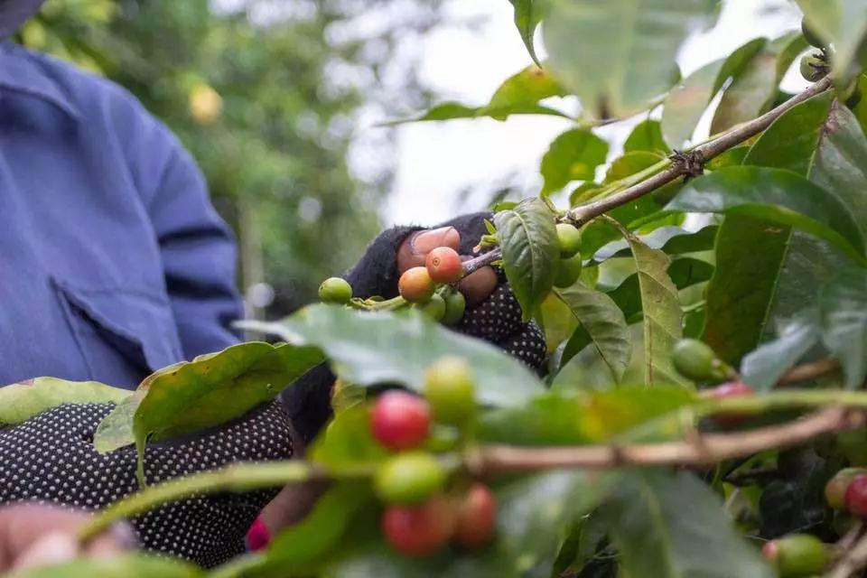 Jamaica Blue Mountain Coffee cultivation history