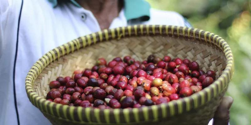 Jamaica Coffee Industry Board certification