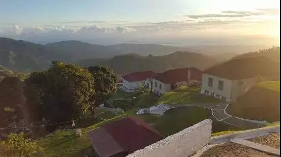 Blue Mountain coffee cherries