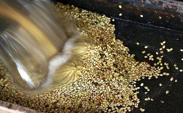 Blue Mountain coffee washing process