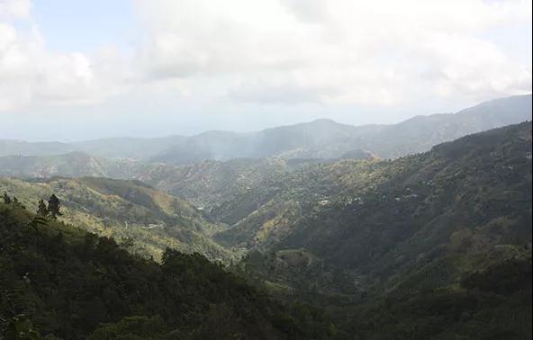 Mavis Bank Blue Mountain coffee