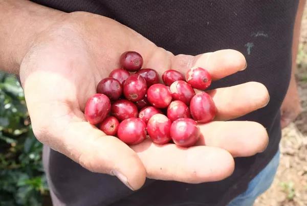 Ethiopia Limu Region Kossa Geshe Farm