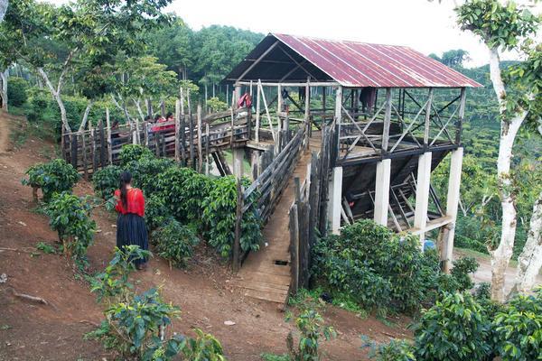 Coffee Processing at Valmar Estate