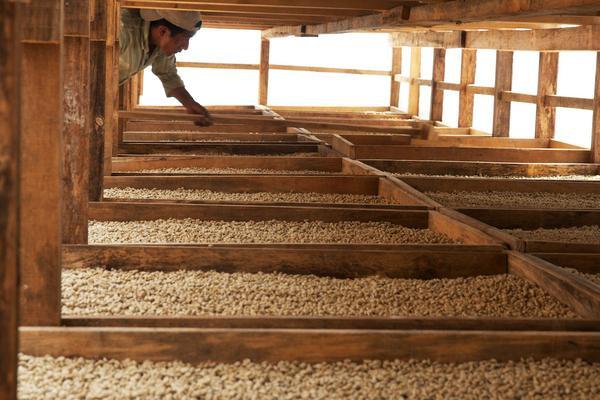 Award Winning Coffee from Valmar Estate