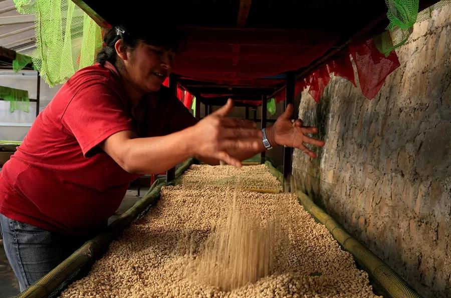 Ecuador coffee landscape