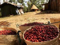 What are the Differences in Flavor Between Zhumang and Flower Queen? The Distinction Between Guji and Sidamo Coffee Regions