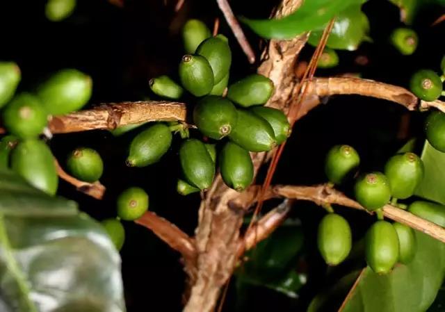 Natural process coffee drying