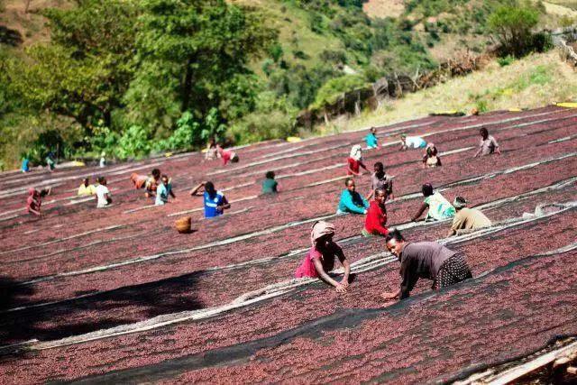 Red coffee cherries being harvested