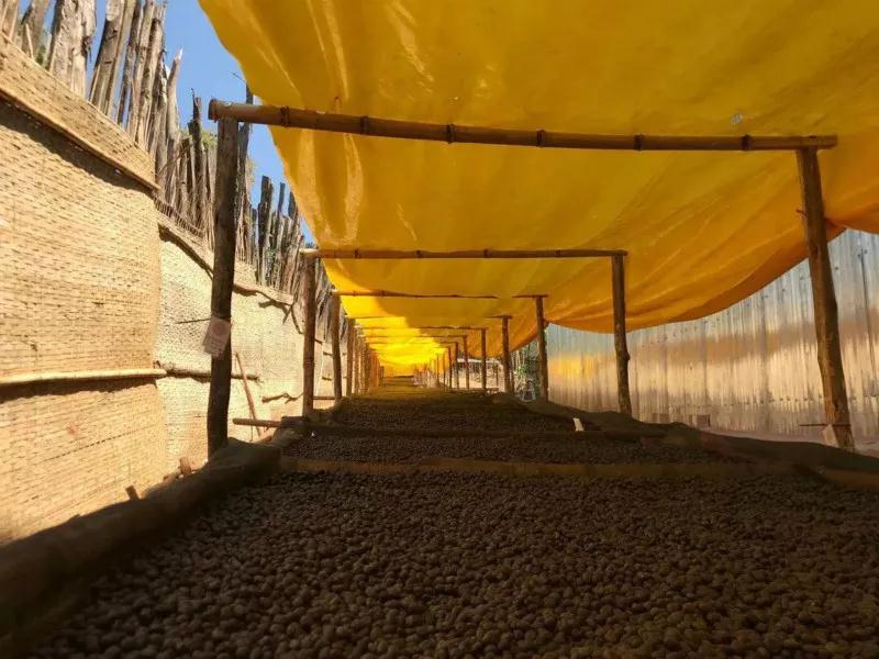 Coffee beans drying on African beds