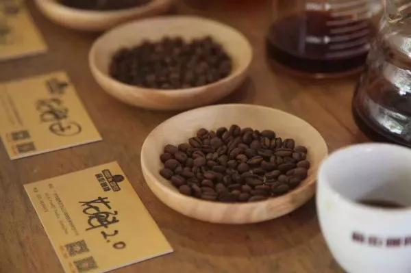 Roasted coffee beans being examined