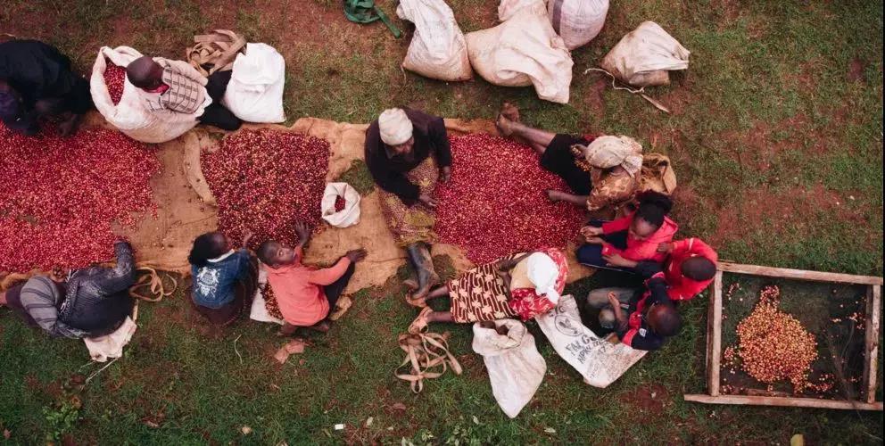 Natural coffee processing on African beds