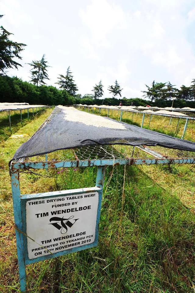 Coffee cherries on branch