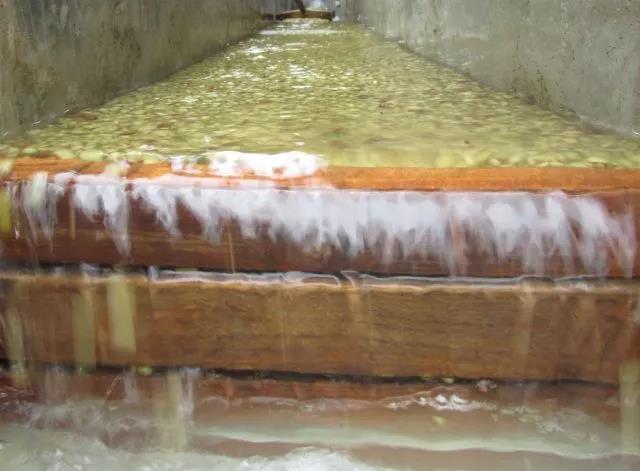 Kenyan washed coffee processing