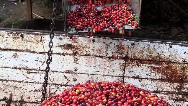 Nicaraguan coffee flavor profile