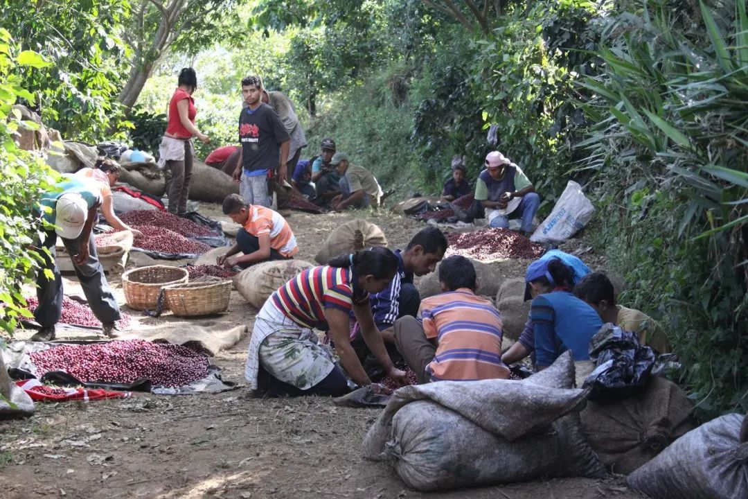 Historical coffee cultivation in Nicaragua