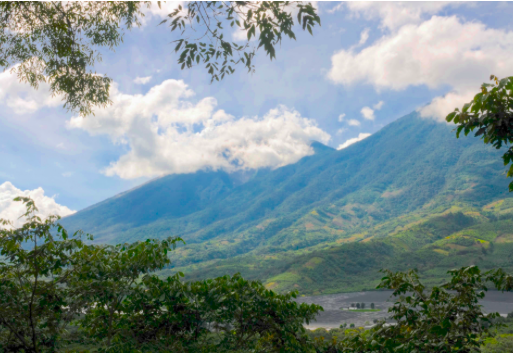 Pacamara Coffee Beans