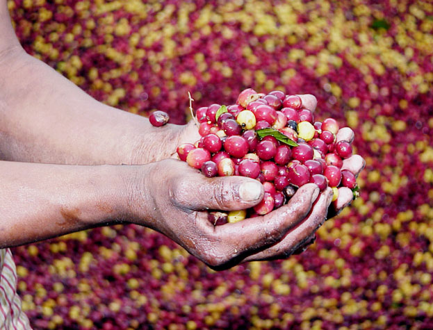 Coffee Processing Method