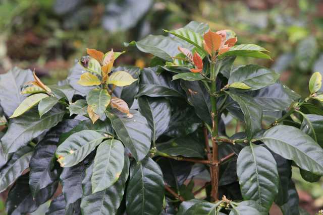 Lempira Coffee Variety