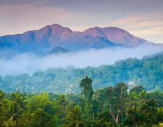 Jamaica Blue Mountain Coffee Beans