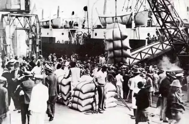 Yemen coffee cultivation