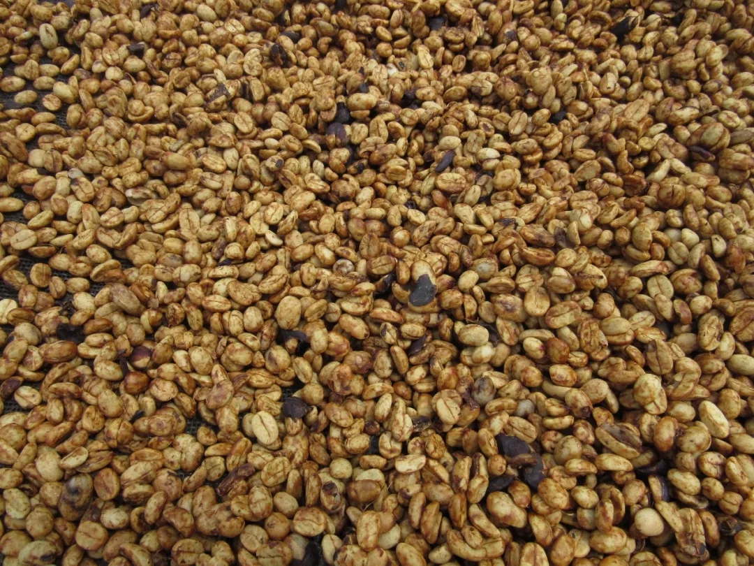 Honey process coffee beans