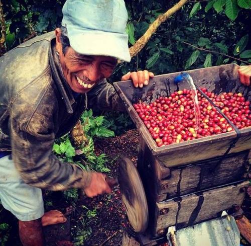 Coffee beans being processed using the wet hulling method