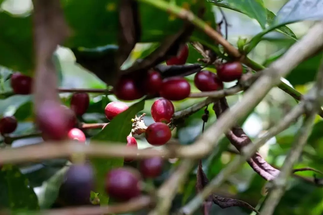 Pacamara coffee cherries