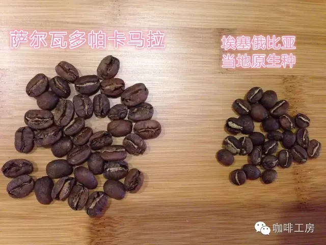 Pacamara coffee beans