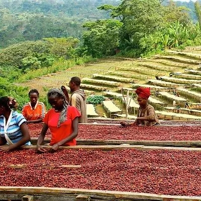 Coffee processing methods
