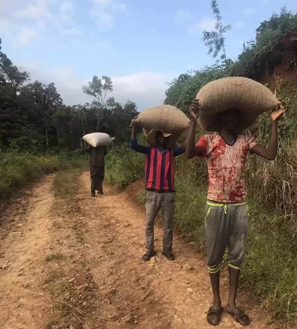 Fertile black soil in Guji
