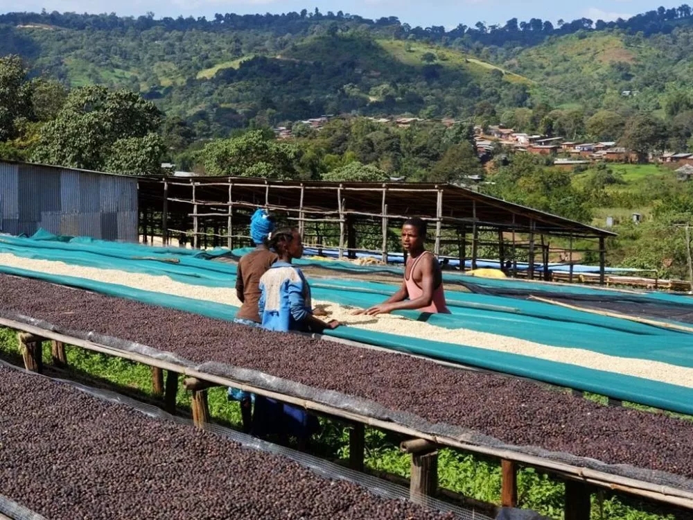 Single-layer drying beds