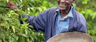 Kenyan coffee grading system