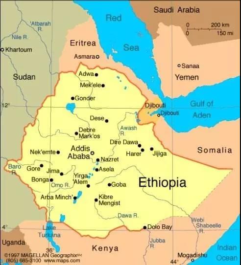 Coffee beans on drying tables