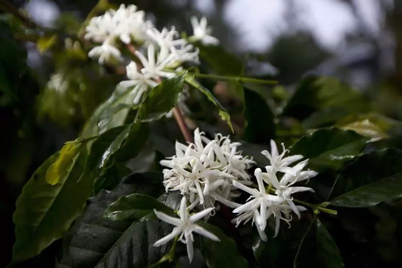 Coffee Plantation in Boquete