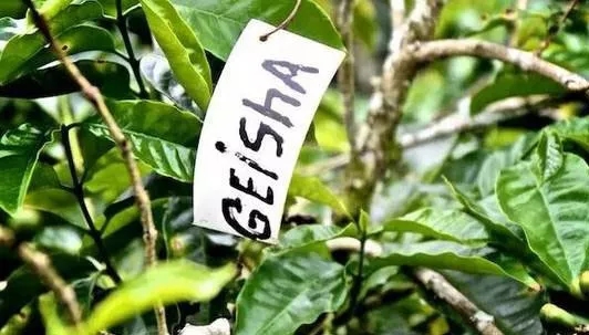 Geisha Coffee Plant